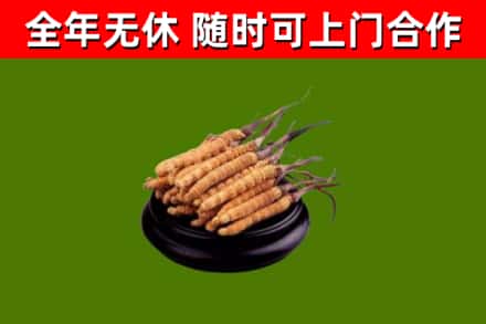 应市回收冬虫夏草